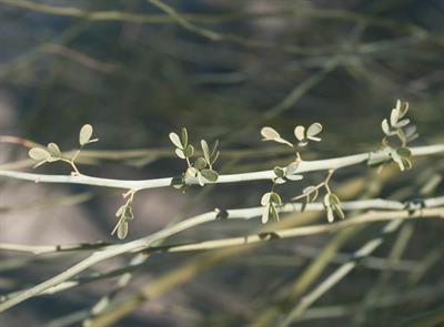Acacia greggii