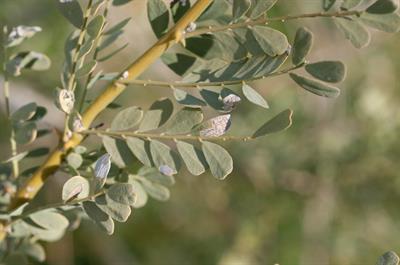 Acacia greggii