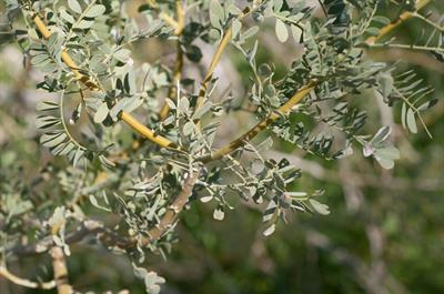 Acacia greggii - آکاسیا پنجه گربه ای