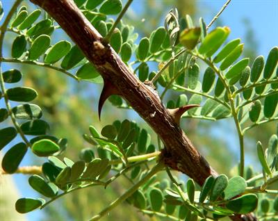 Acacia greggii - آکاسیا پنجه گربه ای