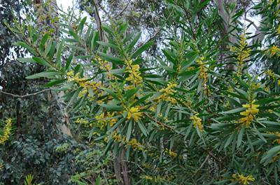Acacia longifolia