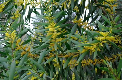 آکاسیای لانگیفلیا، Sydney Golden Wattle