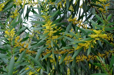 Sydney golden wattle