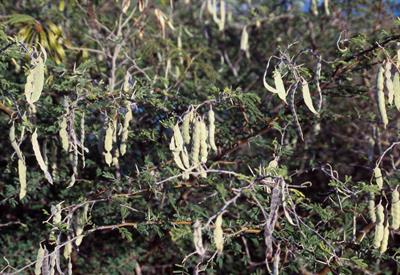 Acacia pennatula - آکاسیای گواجیلو