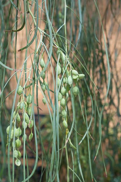 Acacia stenophylla