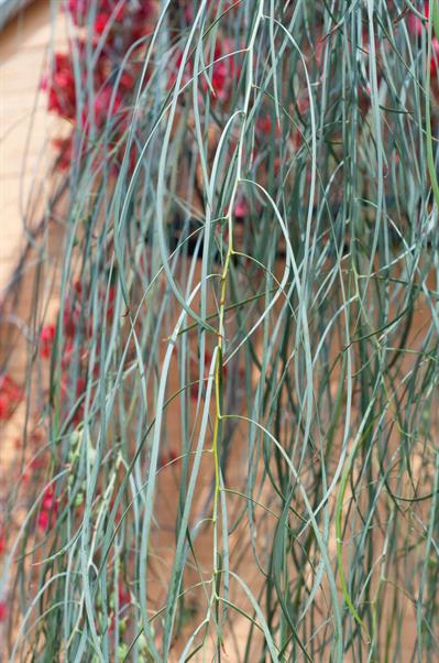 Shoe-string Acacia