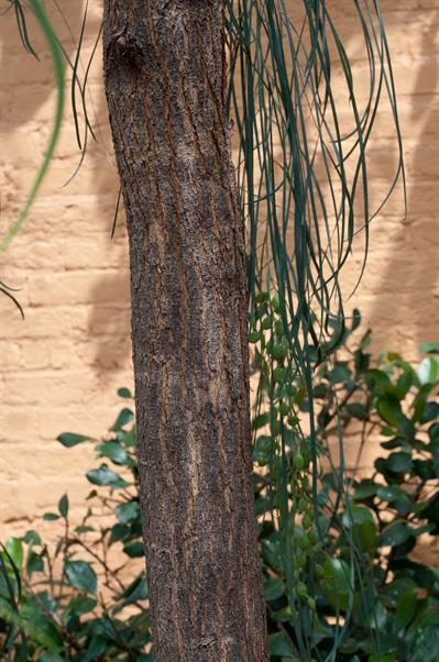 Acacia stenophylla