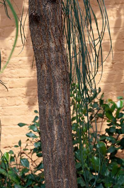 Shoe-string acacia
