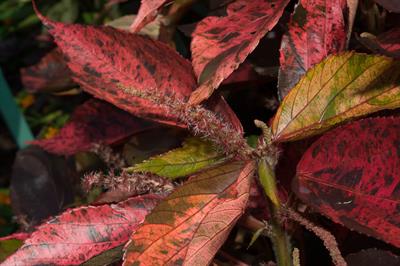 Acalypha amentacea