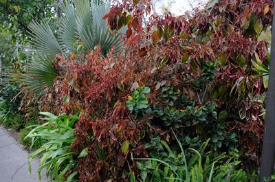 Acalypha amentacea - آکالیفا دم‌گربه‌ای