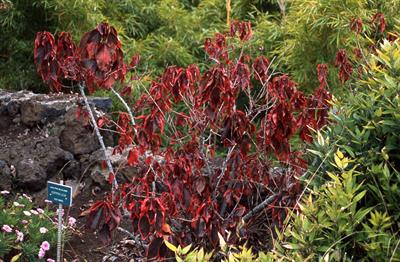 زیرگونه wilkesiana، Copperleaf