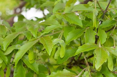 Acer griseum - افرا پوست‌کاغذی