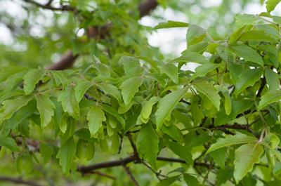 Acer griseum