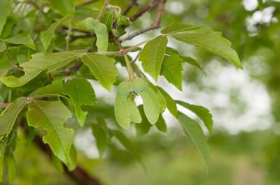 Paperback Maple