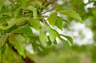 Paperbark maple