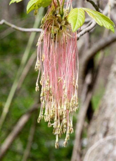 Acer negundo - افرای سیاه