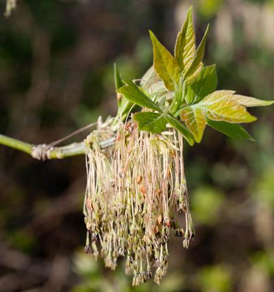 Acer negundo - افرای سیاه