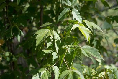 Acer negundo