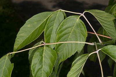 Acer negundo - افرای سیاه