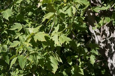 Acer negundo