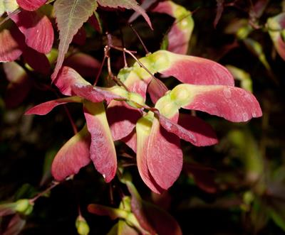 Acer palmatum