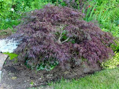 Acer palmatum