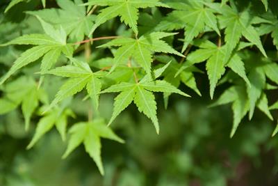 Acer palmatum - افرای سرخ