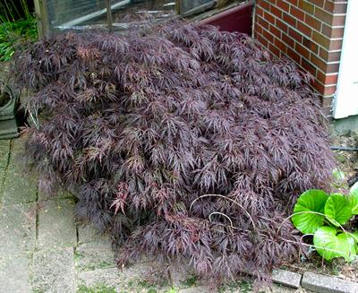Acer palmatum - افرای سرخ