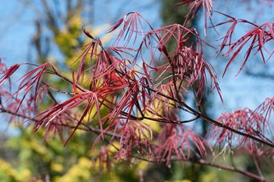 Acer palmatum - افرای سرخ
