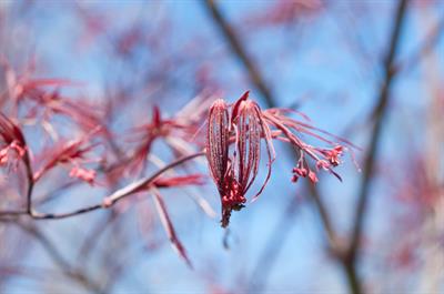 Acer palmatum - افرای سرخ