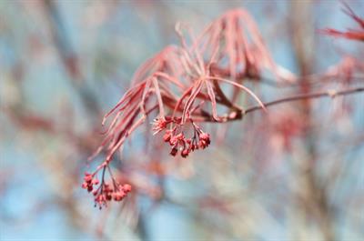 Acer palmatum - افرای سرخ