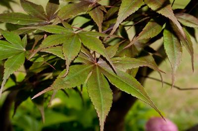 Acer palmatum subsp.