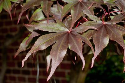 Acer palmatum - افرای سرخ