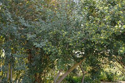 بومی southwestern China