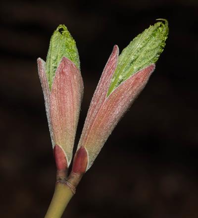 Acer pensylvanicum - افرا راه‌راه