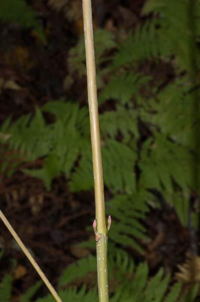 Acer pensylvanicum - افرا راه‌راه