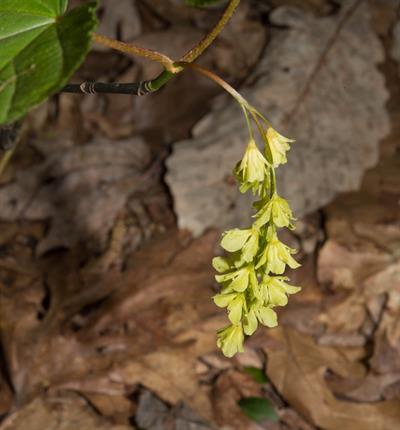 snakebark maple