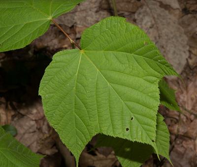 افرا راه‌راه