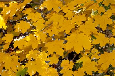 Acer platanoides - افرای چناری