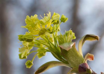 Acer platanoides - افرای چناری