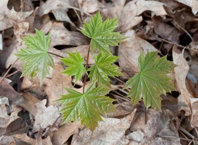 Acer platanoides - افرای چناری