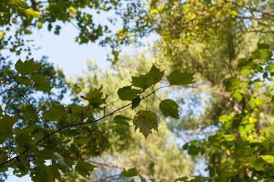 افرای شبه چناری Sycamore Maple