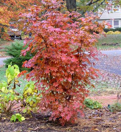 Acer pseudosieboldia