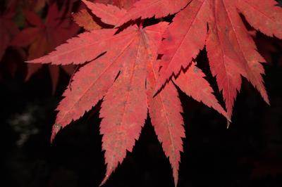 Acer pseudosieboldia