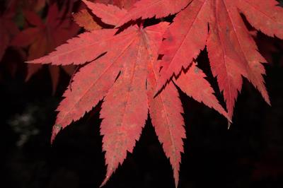 Korean maple