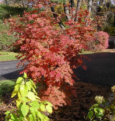 Acer pseudosieboldia