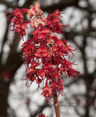 Red Maple