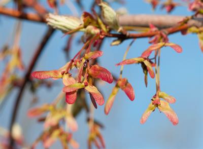 Swamp Maple