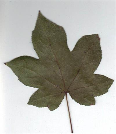 Acer rubrum