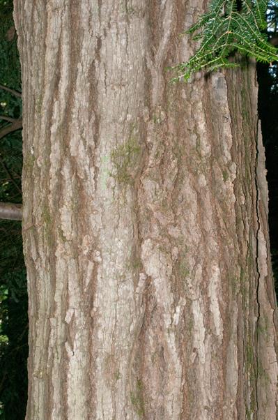 Swamp Maple